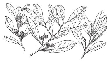 Meksika Körfezi, vintage çizgi çizme veya oyma illüstrasyon kuzey kıyı şeridi düzlüklerinde'e bir bitki türü Myrica Inodora.Myrica Inodora dalı resimdir.