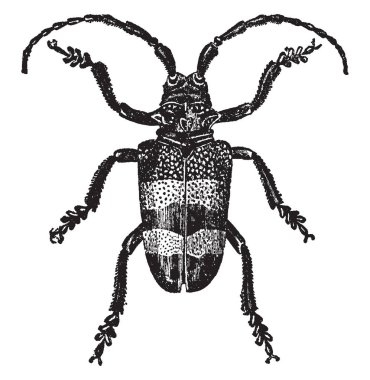 Bu resim Phryneta Aureocincta, vintage çizgi çizme veya oyma illüstrasyon temsil eder..