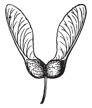 Samaras akçaağaç gelen çifti bir resim. Bir samara kanatlı bir aken resim, çizim için vintage veya oyma resimde gösterildiği gibidir.