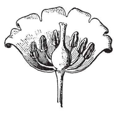 Lily Vadisi bir bölümünü gösteren bir resim. Parçaları göstermek için açıktır. Pistal, ercik ve bu parçalar Petal gösterilen, vintage çizgi çizme veya oyma illüstrasyon vardır.