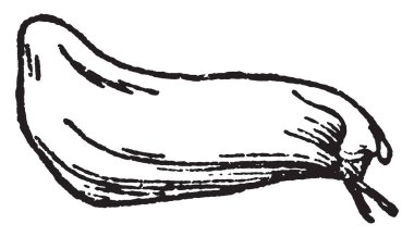 Bir resim Carina gösterilen veya ortak süpürge salma Cylisus Scoparius, vintage çizgi çizme veya oyma illüstrasyon bilinen.