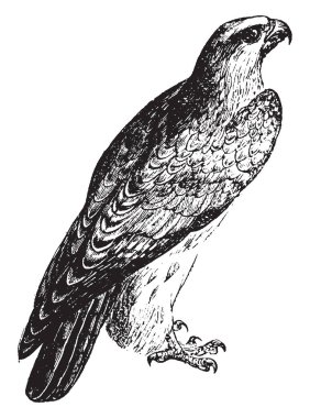 Şahin falconet büyüklükleri gyrefalcon, vintage çizgi çizme veya oyma illüstrasyon değişen kuşları bir grup.