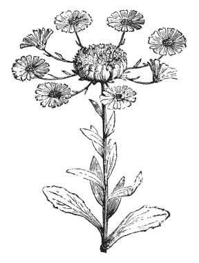 Calendula Officinalis Prolifera çiçekli bitkidir. Kadife çiçeği, vintage çizgi çizme veya oyma illüstrasyon ortak bir çeşittir.