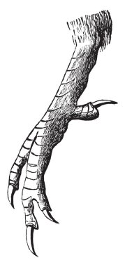 Bu resim bir yalıçapkını, vintage çizgi çizme veya oyma illüstrasyon ayak temsil eder..