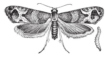 Avrupa Grapevine güve tortrix pervane, vintage çizgi çizme veya oyma illüstrasyon türü ailesindeki bir böcek olduğunu.