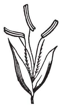 Bu resim gösteren yulaf ot. Bu bir çiçektir. Keskin ve sivri yaprakları vardır. Uyanmışsın Yakası, vintage çizgi çizme veya oyma illüstrasyon büyüyor.