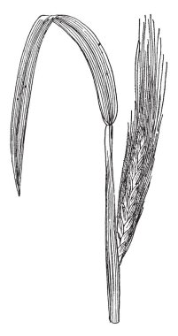 Bu bir Jowar ürün, bu resmi Jowar bir tanesi. Onun kök kalın ve güçlü, vintage satır çizim veya gravür illüstrasyon.