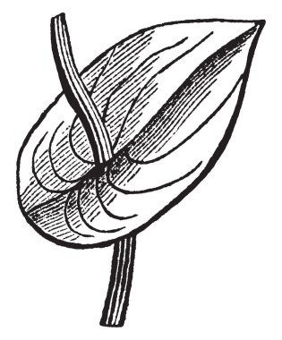 Bu bir perfiolate yaprak olduğunu. Bu yaprak yaprak ve yaprak şekli ortasından Görünüşe göre büyüyen kök böbrek shapped, vintage çizgi çizme veya oyma illüstrasyon gibi duruyor.