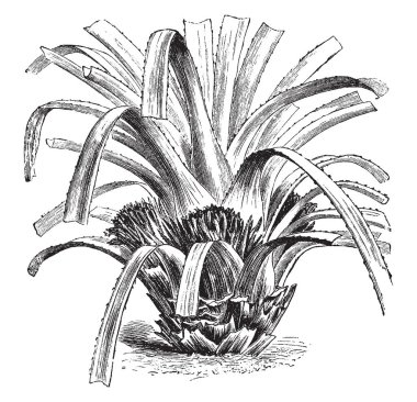 Greigia Sphacelata çok yıllık bir bitkidir, pembe çiçekler yoğun başkanları yaprakları tabanında doğarlar ve tatlı, yenilebilir posalı meyveler, vintage çizgi çizme veya oyma illüstrasyon tarafından takip edilmektedir.