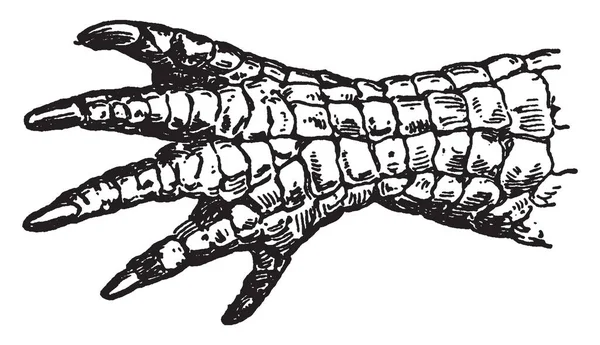 Jest Aligator Krokodyle Rodzaju Aligatora Rodziny Alligatoridae Vintage Rysowania Linii — Wektor stockowy