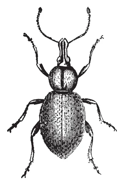 这幅画代表了 Curculio Ligustici 复古线图画或雕刻图 — 图库矢量图片