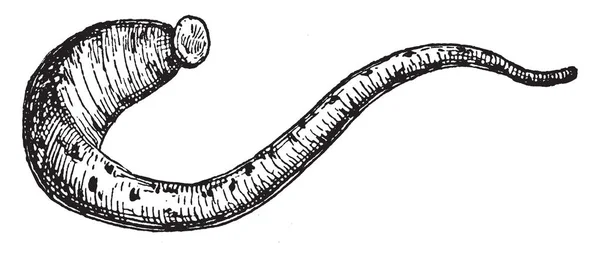 Leczniczego Pijawki Jest Pijawka Używane Puszczanie Krwi Vintage Rysowania Linii — Wektor stockowy
