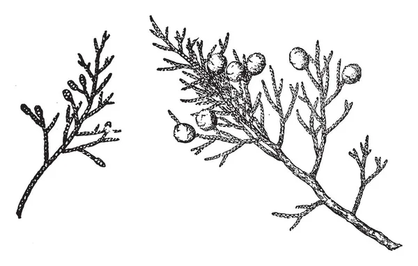 刺柏蓟是一种灌木或树原产于美国西部 生长在海拔 800 000 很少100米 复古线条画或雕刻插图 — 图库矢量图片