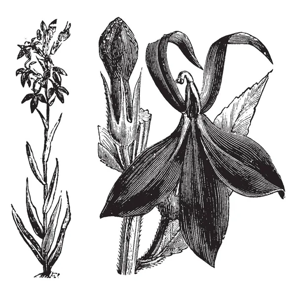 Αυτή Είναι Μια Εικόνα Του Λουλούδι Της Lobelia Fulgens Λουλούδια — Διανυσματικό Αρχείο