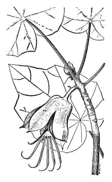 손으로 Chirothodendron Platonoid에 일반적인 이름입니다 Stamens 손가락와 비슷합니다 일반적인 이름은 — 스톡 벡터