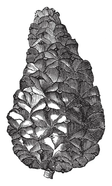 Esta Imagen Muestra Cono Pinus Pyrenaica Los Conos Son Piramidales — Archivo Imágenes Vectoriales