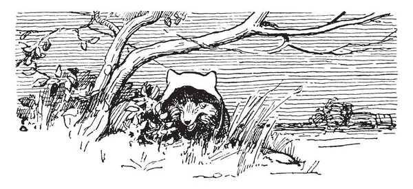 Zorro Llevaba Capucha Esconde Debajo Árbol Dibujo Línea Vintage Ilustración — Archivo Imágenes Vectoriales