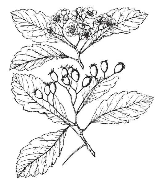 Μια Εικόνα Από Λουλούδια Φρούτα Και Φύλλα Στέλεχος Του Crataegus — Διανυσματικό Αρχείο