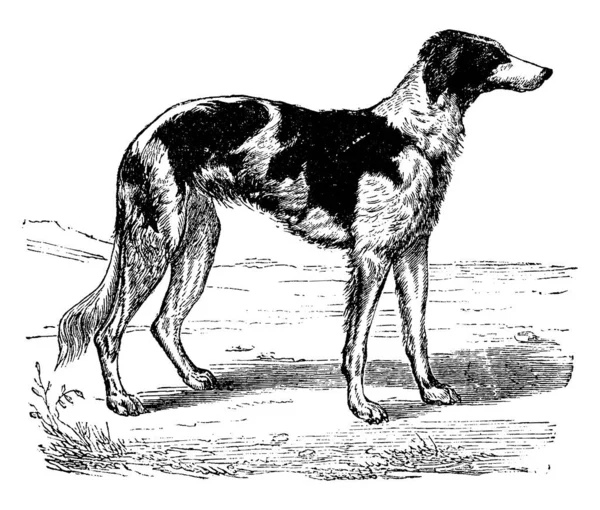 Greyhound Vintage Ingraverad Illustration Naturhistoria Djur 1880 — Stock vektor