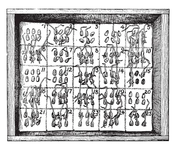 Ілюстрація Являє Собою Випробування Герметизацію Різних Вух Кукурудзи Малювання Вінтажної — стоковий вектор