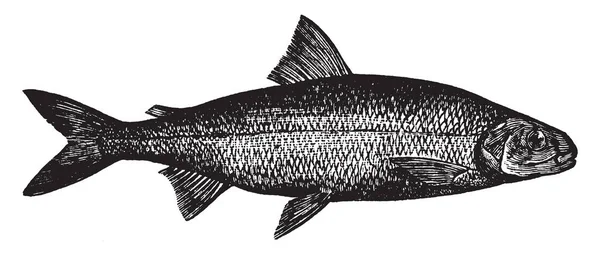 Beyaz Balık Somon Vintage Çizgi Çizme Veya Oyma Illüstrasyon Salmoniformes — Stok Vektör