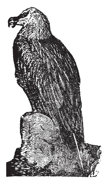 Ламмерфер Самая Крупная Хищная Птица Рожденная Европе Винтажный Рисунок Эскиз — стоковый вектор