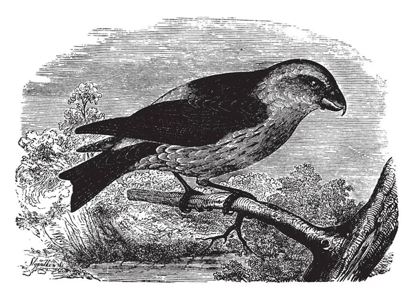 Кроссбулл Попугай Многом Напоминает Свои Привычки Рисунок Винтажных Линий Гравировку — стоковый вектор