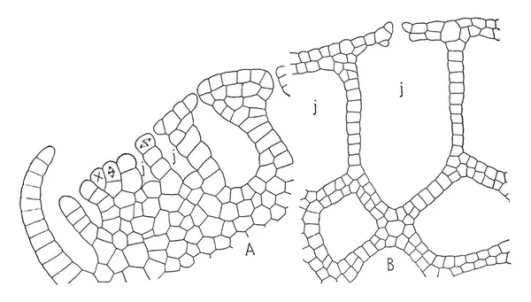 Esta Estructura Thallus Ricciocarpus Esta Sección Del Thallus Que Muestra — Archivo Imágenes Vectoriales