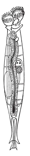 이전에 Infusoria 하지만 Articulata 빈티지 그림으로 — 스톡 벡터