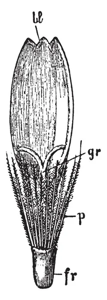 Een Afbeelding Van Een Vrouwelijke Ray Floret Senecio Bloem Vintage — Stockvector