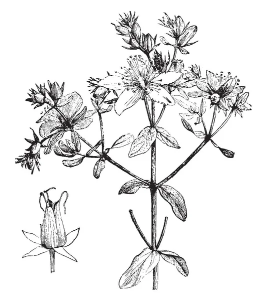 Hypericum Perforatum 꿰뚫기 세인트 Wort 빈티지 그림으로 일반적으로 알려져 있습니다 — 스톡 벡터