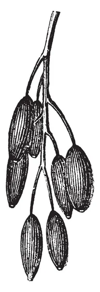 Imagen Una Fruta Berberisca Los Frutos Berberis Aumentan Grupo Fruta — Archivo Imágenes Vectoriales