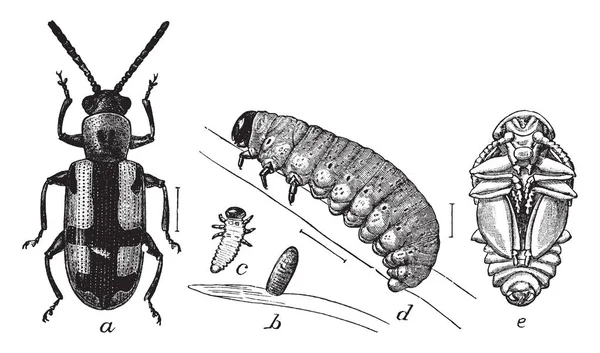 Cykl Życia Beetle Szparagi Leżały Liczne Ciemny Brąz Vintage Rysowania — Wektor stockowy