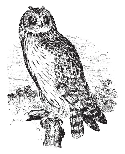 Short Eared Owl Belonging Genus Asio Known Eared Owls Vintage — Stock Vector
