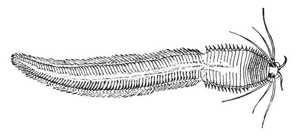 Platyhelminthes 빈티지 드로잉을 조각에서 — 스톡 벡터