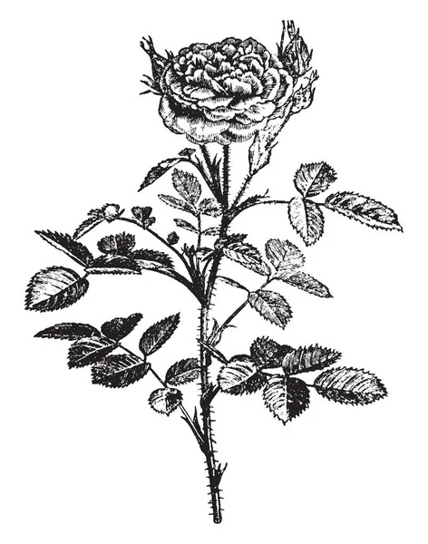 Esta Una Imagen Rosa Centifolia Pomponia Planta Tallo Ramas Hojas — Vector de stock