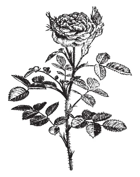 Dies Ist Ein Bild Von Rosa Centifolia Pomponia Pflanze Sein — Stockvektor