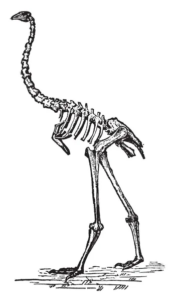 Esqueleto Dinornis Onde Pássaro Muito Grande Sem Voo Desenho Linha — Vetor de Stock
