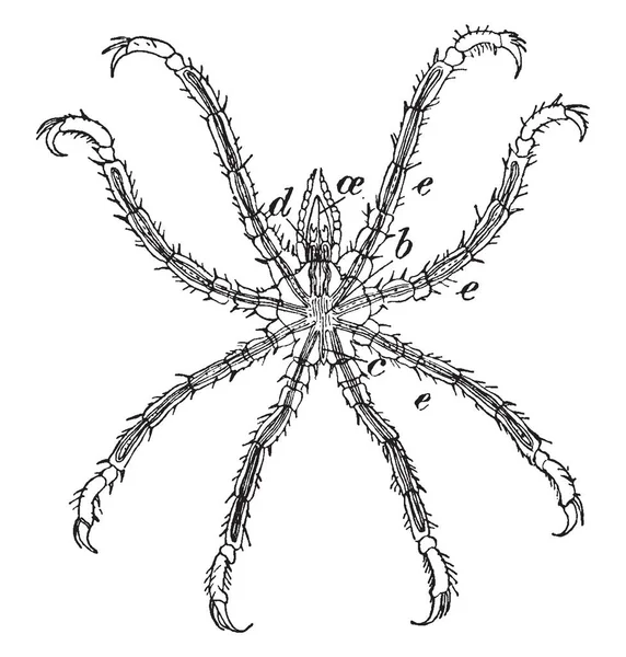 Sea Spider Como Crustáceo Del Mar Dibujo Línea Vintage Ilustración — Archivo Imágenes Vectoriales