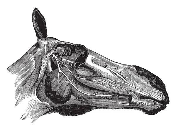 Tête Cheval Montrant Des Nerfs Tronc Maxillaire Supérieur Entrant Foramen — Image vectorielle