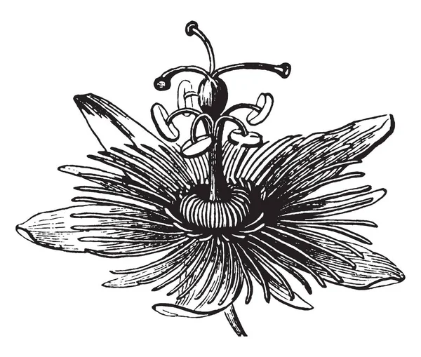 Картинке Цветок Цветок Страсти Широко Известный Пассифлора Входит Семейство Passifloraceae — стоковый вектор