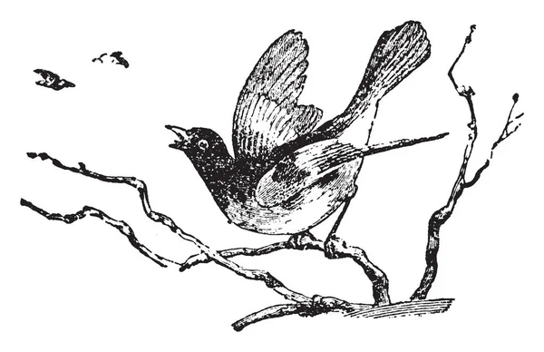 Redstart Род Американских Птиц Рисунок Винтажных Линий Гравировка — стоковый вектор
