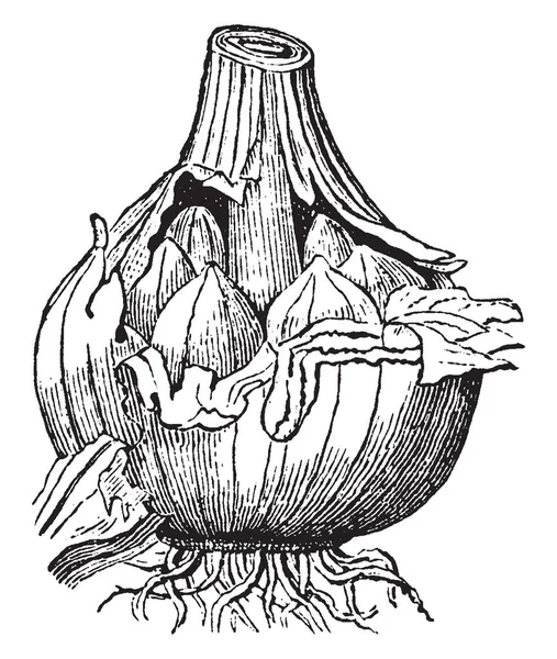 画像は ニンニクを見せています これは多年生タマネギ属 アリウムの種を植えます それは 伝統的な医学 食品調味料のために使用されています この図のニンニク ビンテージの線描画や彫刻図の電球 — ストックベクタ