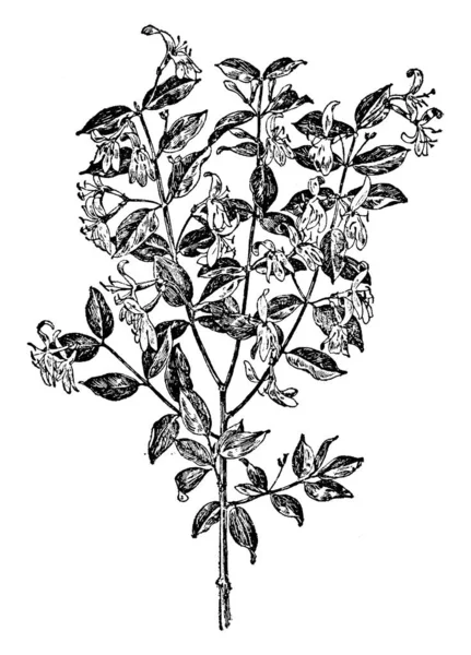Растительный Образ Векторная Иллюстрация — стоковый вектор