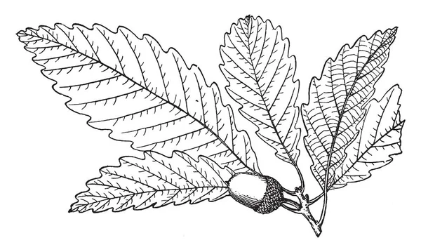 板栗橡树和树叶的图片 复古线条画或雕刻插图 — 图库矢量图片