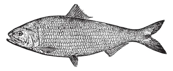 美国鲱鱼是溯河鱼在 Clupeidae 家族的鲱鱼 复古线条画或雕刻插图 — 图库矢量图片