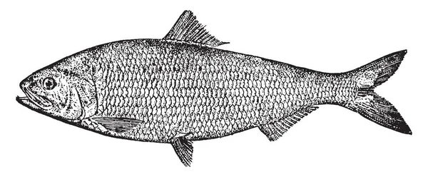 American Shad Pesce Anadromo Della Famiglia Clupeidae Aringhe Disegno Linee — Vettoriale Stock