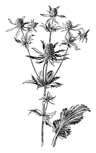 表示されているヒゴタイサイコ属 Amethystinum また海ホリーと Eryngo として知られている画像 これ叩定着させたハーブです 植物は青色 白っぽいです それ花は円筒形 ヴィンテージの線描画や彫刻イラスト — ストックベクタ