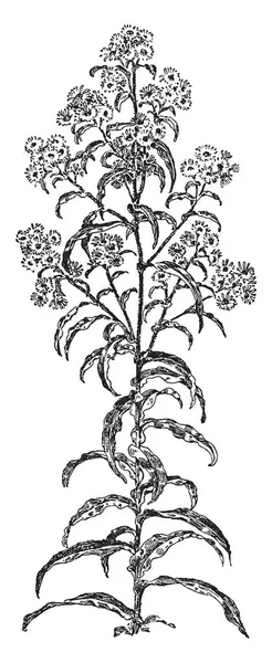 叶子是长矛形状和长 下叶大 上部叶小 花瓣围绕在中心星团 复古线条画或雕刻插图 — 图库矢量图片