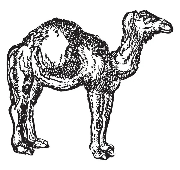 Camello Ungulado Dedos Uniformes Del Género Camelus Que Lleva Depósitos — Vector de stock